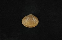 藏品(臺灣蜆)的圖片